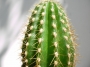 Трихоцереус (Trichocereus candicans)