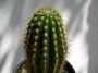 Трихоцереус (Trichocereus candicans)
