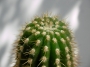 Трихоцереус (Trichocereus candicans)