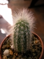 Кактус (Cactus)