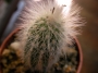 Кактус (Cactus)