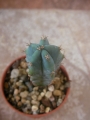 Миртилокактус (Myrtillocactus geometrizans)