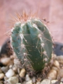 Пахицереус (Pachycereus)