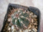 Пахицереус (Pachycereus)