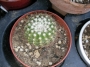 Кактус (Cactus)