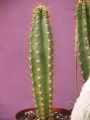 Кактус (Cactus)