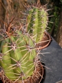 Кактус (Cactus)
