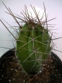 Кактус (Cactus)