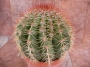 Кактус (Cactus)
