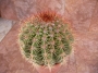 Кактус (Cactus)