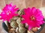 Кактус (Cactus)