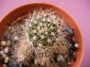 Кактус (Cactus)