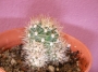 Кактус (Cactus)