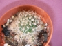 Кактус (Cactus)