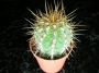 Кактус (Cactus)