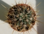 Кактус (Cactus)