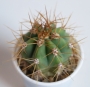 Кактус (Cactus)