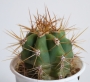 Кактус (Cactus)