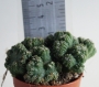 Кактус (Cereus monstrose Ming Thing)