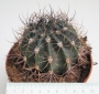 Кактус (Cactus)
