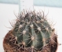 Кактус (Cactus)