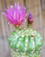 Кактус (Cactus)