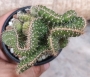 Кактус (Cactus cristata)