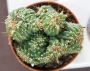 Кактус (Cereus monstrose Ming Thing)