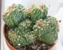 Кактус (Cereus monstrose Ming Thing)