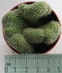 Кактус кристата (Cactus cristata)