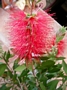 Калистемон червен (Callistemon)