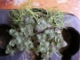 Кализия и Рипсалис (Callisia and Rhipsalis)