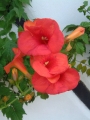 Кампсис, текома, тромпетно цвете, семена (Campsis radicans Trumpet Creeper)