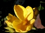 Кана (Canna)