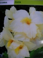 Кана (Canna Puck)
