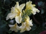 Кана (Canna Puck)