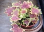 Канадско мушкато (Pelargonium Vancouver Centennial)