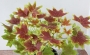 Канадско мушкато (Pelargonium Vancouver Centennial)