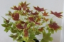 Канадско мушкато (Pelargonium Vancouver Centennial)