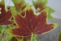 Канадско мушкато (Pelargonium Vancouver Centennial)