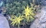 Каралума лутея (Caralluma lutea)