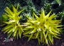 Каралума лутея (Caralluma lutea)