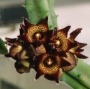 Каралума (Caralluma joannis)