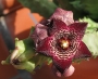 Каралума (Caralluma joannis)