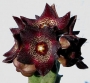 Каралума (Caralluma joannis)