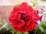Каскадна петуния, кичеста, червена, разсад (Petunia)