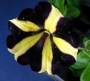 Каскадна петуния, разсад (Petunia)
