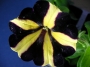 Каскадна петуния, разсад (Petunia)