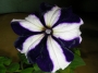 Каскадна петуния, разсад (Petunia)