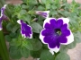 Каскадна петуния, разсад (Petunia)